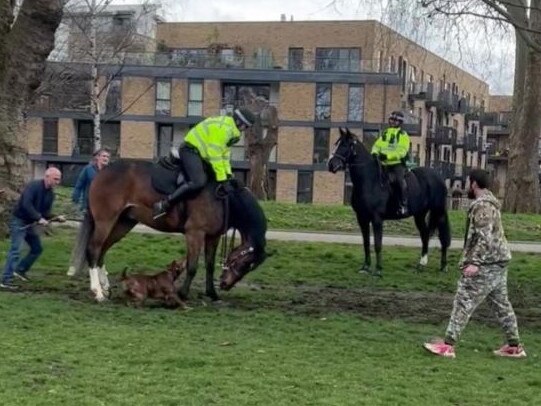 An out-of-control dog savaged two police horses in a five-minute park attack caught on video.