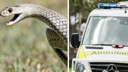 In the early hours of Thursday morning, a Moffatdale woman was taken to hospital after suffering a snake bite.