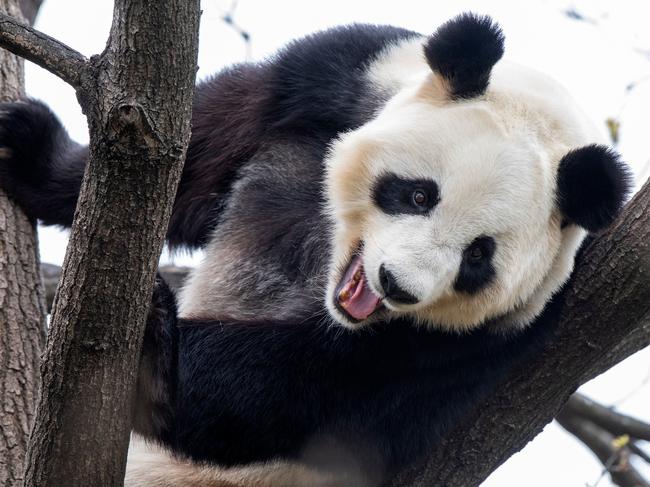 Fu Ni, the Giant Panda at Adelaide Zoo . Picture: Adrian Mann / ZoosSA