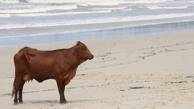 The lucky cow surfed into the sand after being washed out the Tweed Rivermouth but was sadly shot by police after it was spooked. Picture: Glenn Hampson