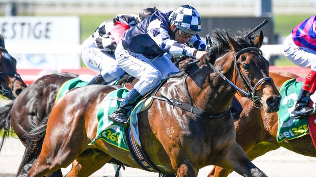 Young Werther can enhance his Victoria Derby credentials with a win at The Valley. Picture: Reg Ryan/Racing Photos