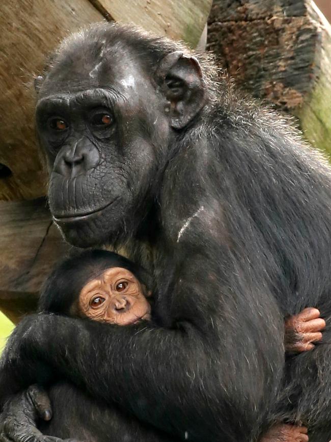 Baby chimp Cebele with mum Ceres at Taronga Zoo.