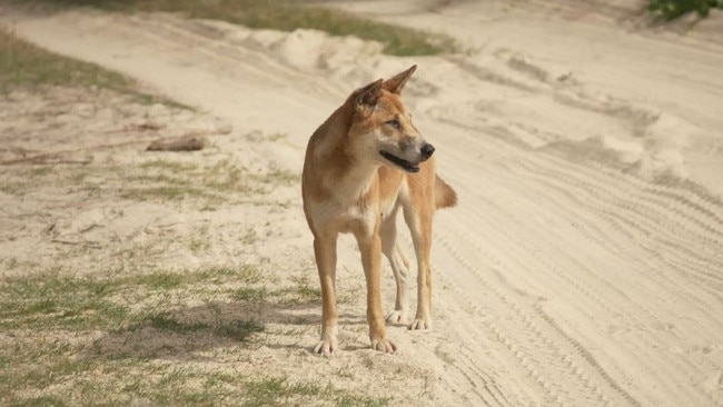 The camping zones were closed due to inappropriate behaviour by visitors and residents, who were feeding or interacting with dingoes.