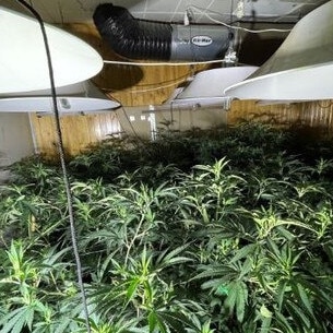 Around 325 cannabis plants were allegedly found at a Elizabeth North home. Picture: SA Police