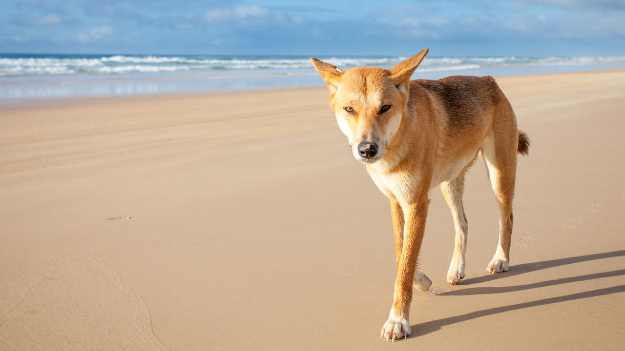 A dingo walking along 75 mile beach on K’gari, formerly known as Fraser Island.