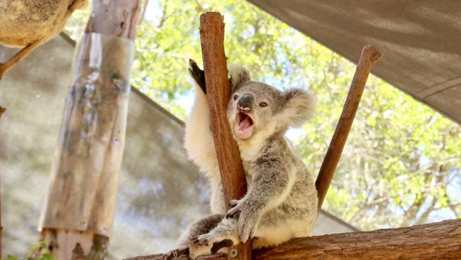 A happy little Vegemite at Paradise Country Picture: Jo Staveley