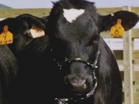 APRIL, 2000 : Five of six seven-month-old cloned cows (L-R) Lily, Daffodil, Crocus, Forsythia & Rose on a farm in Iowa in recent 04/00 photo, that show none of worrisome premature aging reported for Dolly the sheep in England. Animal / Cattle USA / Science / Research