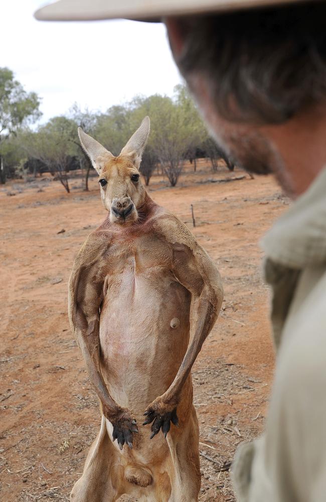 Roger kangaroo dies: Australian icon dies aged 12 | The Courier Mail