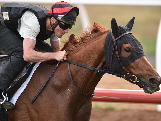 Gailo Chop is worked at Werribbe racecourse in Melbourne, Wednesday, Oct. 21, 2015. Rod will contest this weekend's Cox Plate. (AAP Image/Julian Smith) NO ARCHIVING
