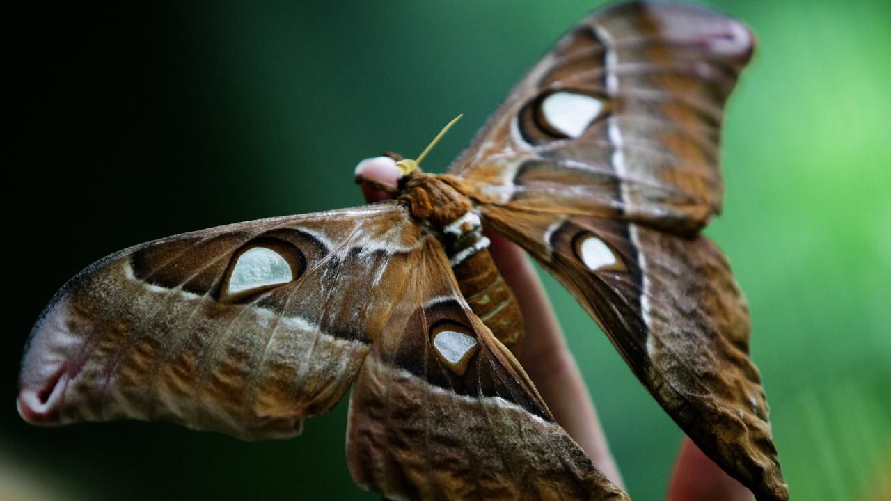 The Hercules Moth: The Moth That Doesn't Eat - Australian