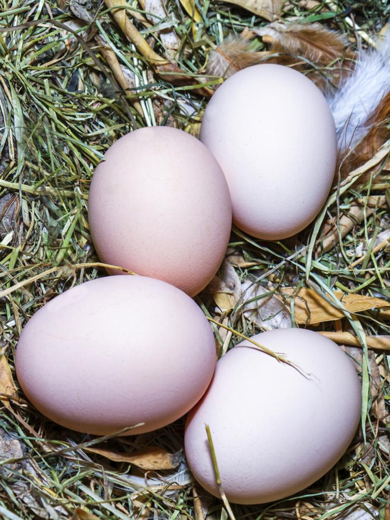 State authorities have placed transport bans on fertile eggs from high-risk Victorian properties. Picture: iStock.