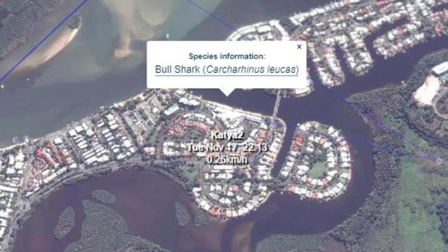 The 2.88m bull shark was last recorded at in front of the Skippers Cove Waterfront Resort, next to the Noosa Parade Bridge. Picture: Citizens of the Great Barrier Reef