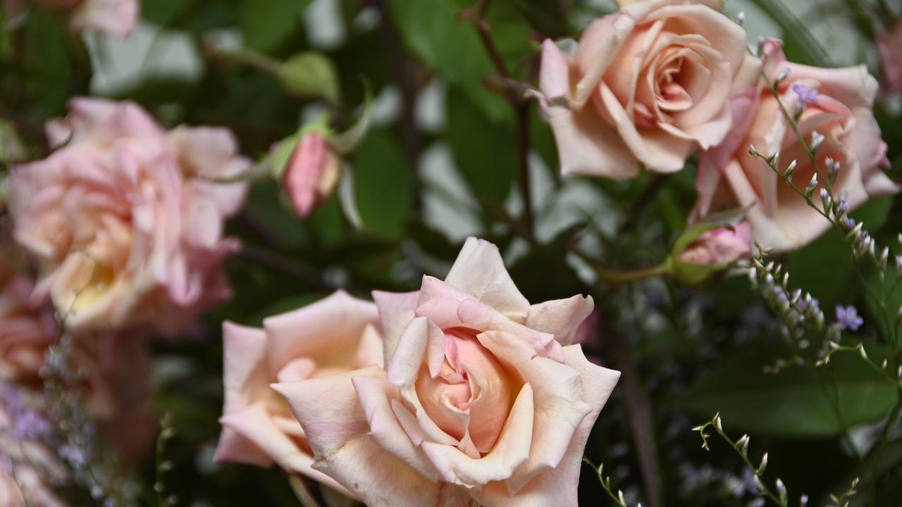 Members from the Queensland State Rose Garden in Newtown Park, prepare for Valentines Day making arrangements and potting roses either bought in from nurseries or from their personal gardens.