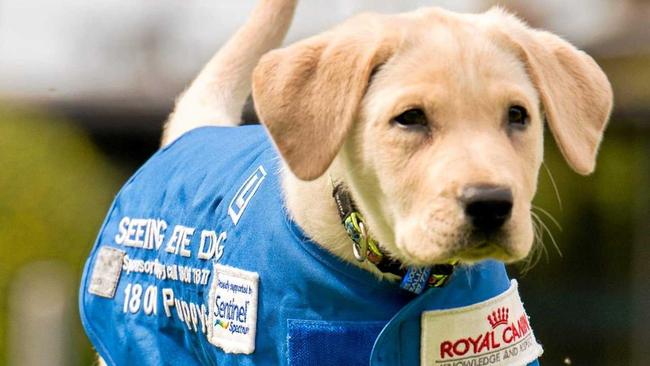 HELPING VISION: The Seeing Eye Dogs Appeal has now started. Picture: Contributed