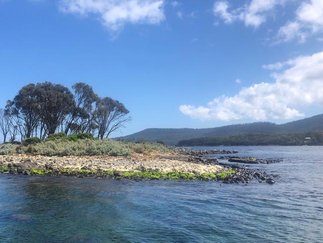 White Beach on October 7, with fresh filamentous algae washing up on Brother and Sister islands just offshore from White Beach. Picture: Trish Baily