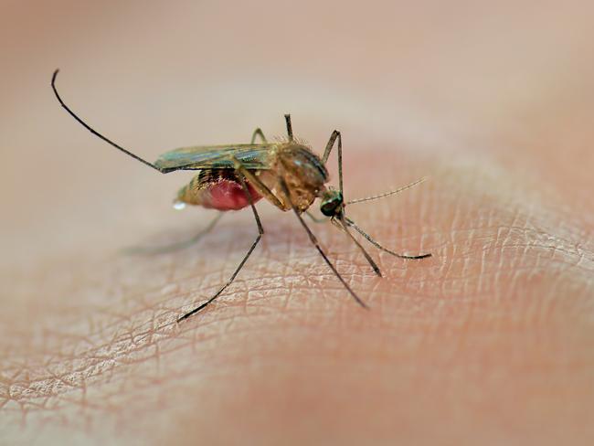 Mosquito sucking blood on the human skin
