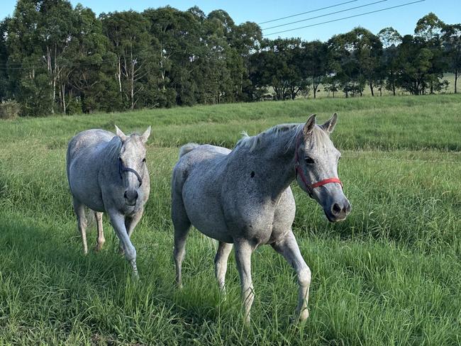 Jessie, left, and his best mate Tassie