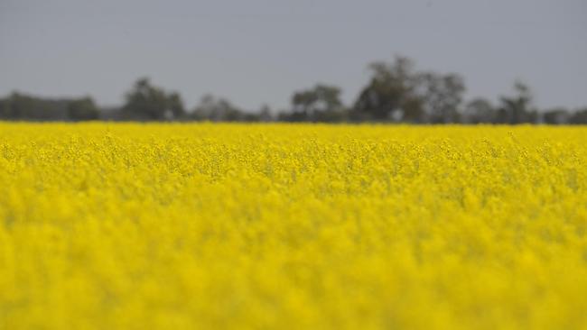 Positive outcome: Grain Producers chair Andrew Weidemann said the lift on the ban will help breeders and scientists use the technology to boost productivity.