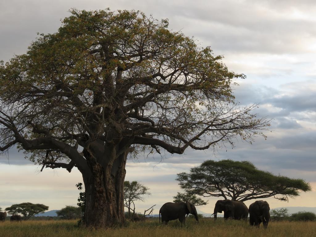 It’s understood Mr Sanka was trying to prevent poaching at Tarangire National Park. Picture: Sarah Nicholson