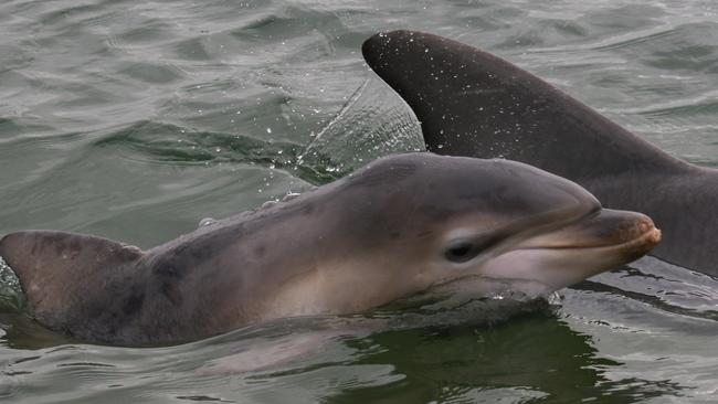 Baby calf Holly was killed by a speeding boat. Picture: Marianna Boorman.