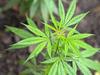 Push to make SA home to ‘fine food, wine and weed’