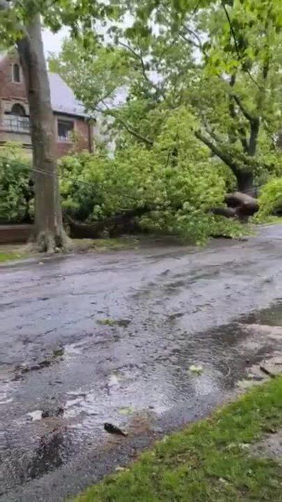 Nor'easter Brings Big Tree Down in Boston Area