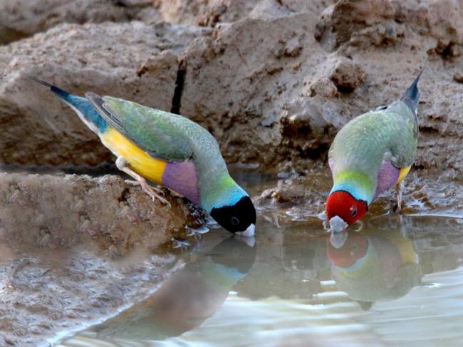 Gouldian finches getting their fill. Picture: Graeme Sawyer