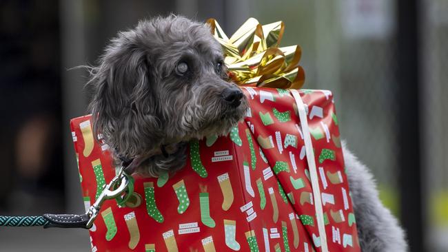 Isabel Lagos’s dog Charlie is all wrapped up and ready for Croydon Main St’s annual Christmas Pets Parade. Picture: Andy Brownbill