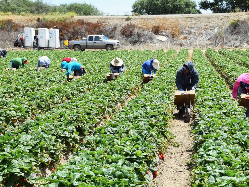 Farm worker amnesty: New report calls for four-year visa for ...