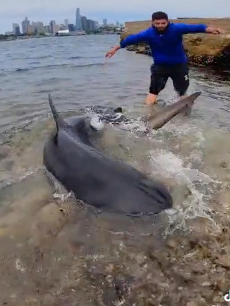 The men struggled to pull the shark back out in the water to release it. Picture: TikTok / @huss_fish