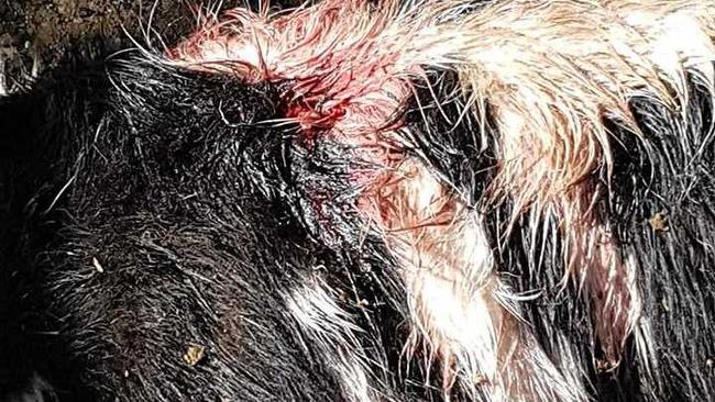 ATTACK: A dairy calf was injured in a wild dog attack on a Cedar Pocket farm. Picture: Contributed