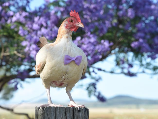 'Chicken' has already garnered over 5000 followers on Facebook on Instagram. Source: Facebook, Life of Chicken