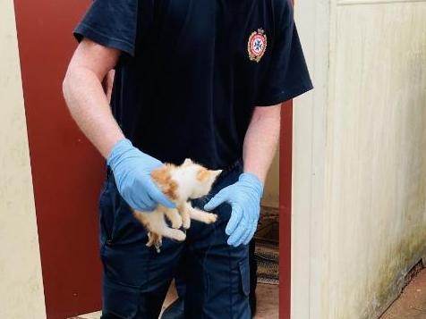 Firefighters called in to rescue tiny kitten