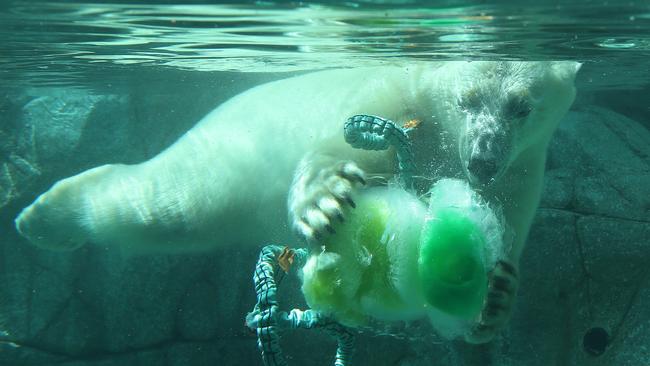 Sea World Gold Coast polar bear Henry plays with Christmas presents - part of vital enrichment for the animals. Pic: Adam Head.