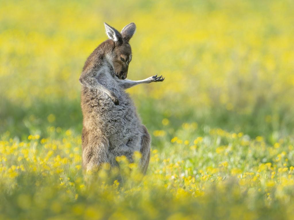 This roo rocks out to his own tune during golden hour in Perth. Picture: Jason Moore