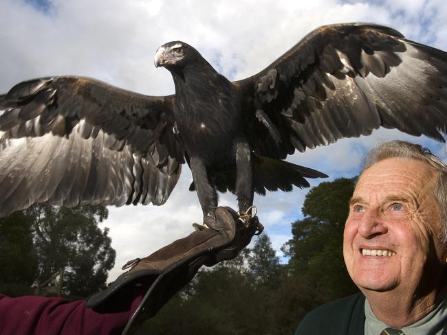 Healesville Sanctuary celebrates its 76th Birthday this Sunday. Longest serving keeper with over 50 years at the Sanctuary, Kevin Mason, with the oldest resident, Jess the Wedge tailed Eagle, who arrived as a 2 year old, 37 years ago!