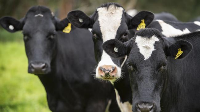 Dairy farms owned by Patrick Gray, Lachlan Wigg and Matthew Gault have hit the market. Picture: File