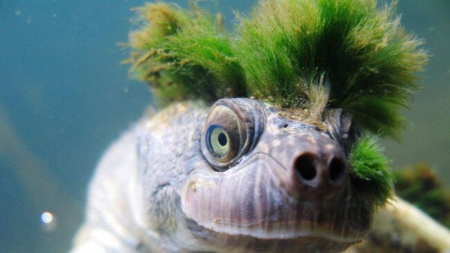 This threatened Mary River turtle has a punk following.