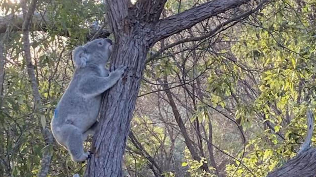 Magnetic Island Koala Hospital releases two koalas back into the