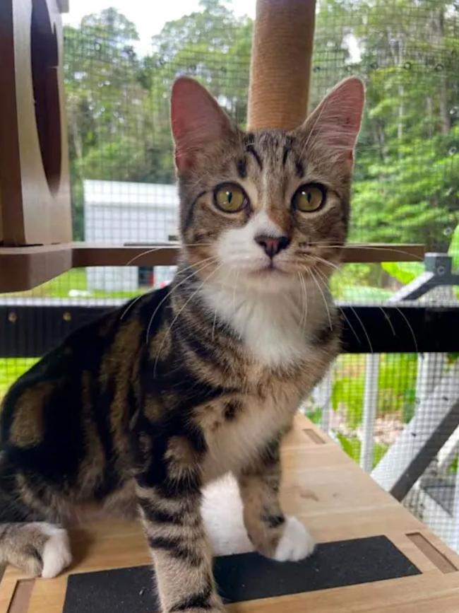 Van is available for adoption via AdoptMe Kittens. Photo: Supplied.