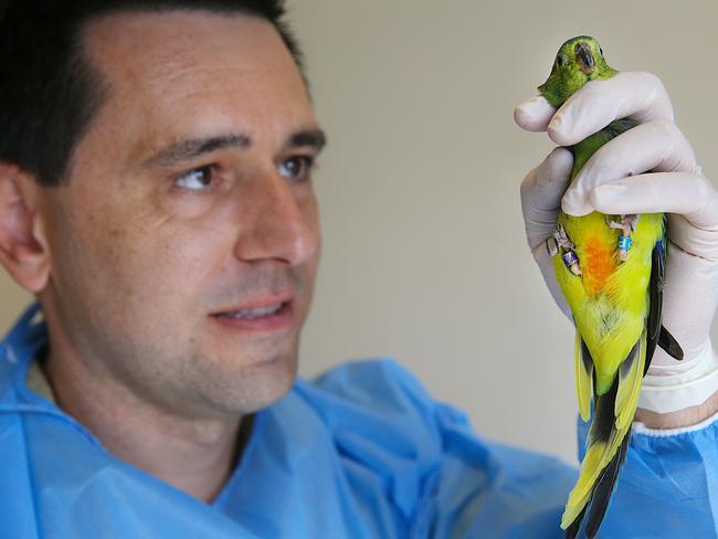 Veterinarian Dr Paul Eden with a parrot. Picture: Ian Currie