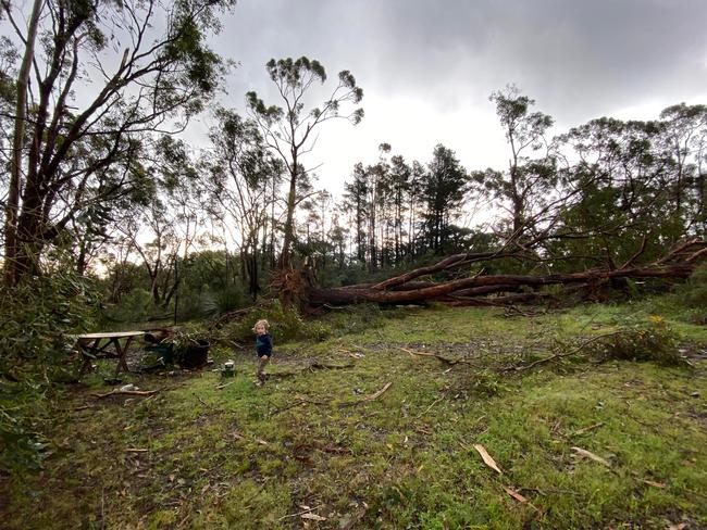 Large numbers of threes were torn up within minutes as the storm carved a path of destruction through Upper Sturt in the Adelaide Hills. Picture: Supplied