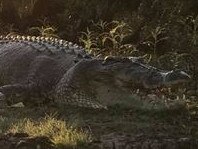 Lynda Shappert says Grandpa the croc is about 6m long and rivals the likes of Hannibal on the Adelaide River. Picture: Lynda Shappert