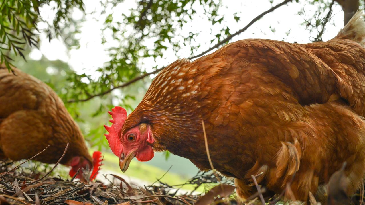 Bird flu found in backyard chickens