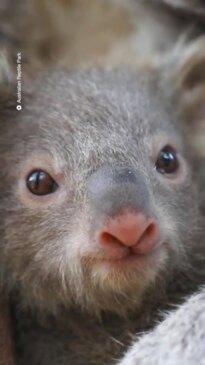 New koala joey born at Australia Reptile park