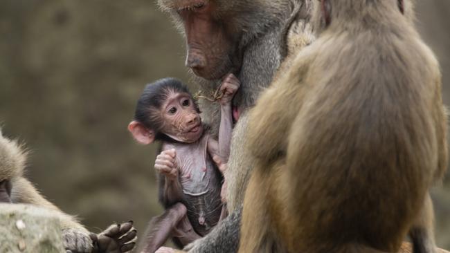 Quilton, the Hamadryas Baboon, born at Melbourne Zoo during Australia's great toilet paper crisis of 2020. Picture: Zoos Victoria