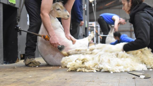 Crowds gathered to watch the shearing of the sheep at the Warrnambool Show.