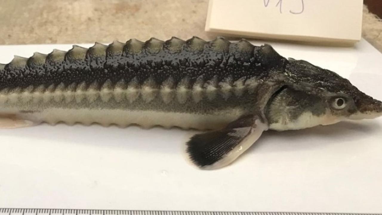 A typical young Russian sturgeon. Picture: Kaldy et al / Genes