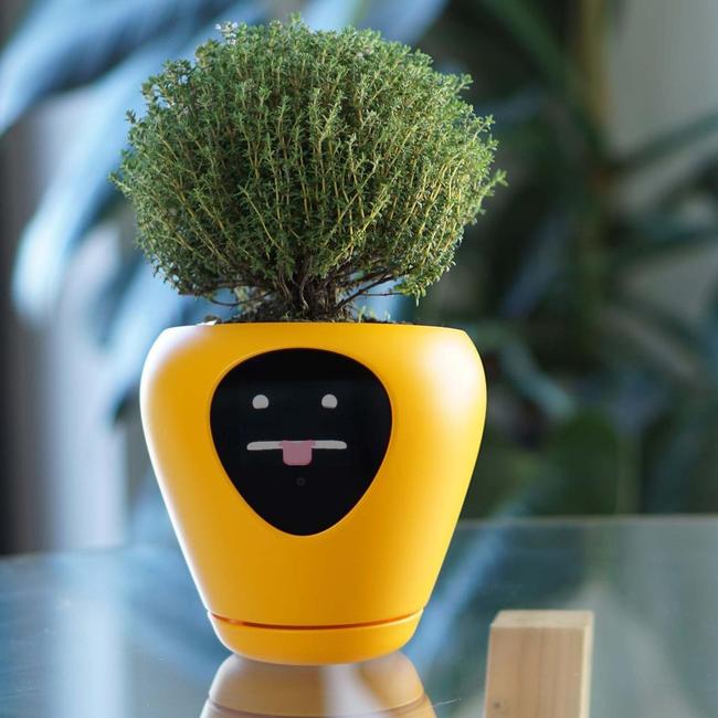 The pot’s ‘face’ tells you if your plant is thirsty and needs water. Picture: Instagram.