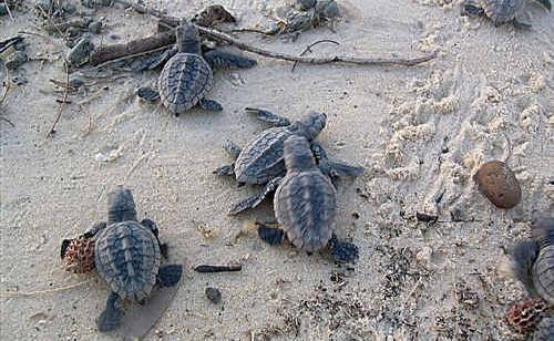 Loggerhead turtle hatchlings scramble their way to the water. . Picture: Lesley Bradley